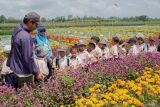 Sejumlah siswa TK Syarifuddin belajar pertanian organik saat mengikuti Outing Class atau kegiatan belajar di luar kelas di Gerbas Tani, Rowokangkung, Lumajang, Jawa Timur, Selasa (8/10/2024). Kegiatan belajar di luar kelas edukasi topik tanaman tersebut bertujuan untuk mengenalkan sekaligus menarik minat siswa terhadap pertanian organik sejak dini. ANTARA Jatim/Irfan Sumanjaya/mas.