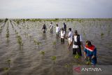 Pekerja Pertamina bersama anggota Kelompok Tani Hutan Rapi Jaya Putra menanam bibit mangrove di Pantai Tiris, Pabean Ilir, Pasekan, Indramayu, Jawa Barat, Senin (7/10/2024). PT. Kilang Pertamina Internasional Project Balongan telah menanam 110 ribu bibit mangrove di area seluas 10 hektare sejak tahun 2023 sebagai wujud menjaga kelestarian mangrove di kawasan pesisir Indramayu. ANTARA FOTO/Dedhez Anggara/agr