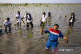 Pekerja Pertamina bersama anggota Kelompok Tani Hutan Rapi Jaya Putra menanam bibit mangrove di Pantai Tiris, Pabean Ilir, Pasekan, Indramayu, Jawa Barat, Senin (7/10/2024). PT. Kilang Pertamina Internasional Project Balongan telah menanam 110 ribu bibit mangrove di area seluas 10 hektare sejak tahun 2023 sebagai wujud menjaga kelestarian mangrove di kawasan pesisir Indramayu. ANTARA FOTO/Dedhez Anggara/agr