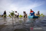 Pekerja Pertamina bersama anggota Kelompok Tani Hutan Rapi Jaya Putra menanam bibit mangrove di Pantai Tiris, Pabean Ilir, Pasekan, Indramayu, Jawa Barat, Senin (7/10/2024). PT. Kilang Pertamina Internasional Project Balongan telah menanam 110 ribu bibit mangrove di area seluas 10 hektare sejak tahun 2023 sebagai wujud menjaga kelestarian mangrove di kawasan pesisir Indramayu. ANTARA FOTO/Dedhez Anggara/agr