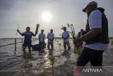 Pekerja Pertamina bersama anggota Kelompok Tani Hutan Rapi Jaya Putra menanam bibit mangrove di Pantai Tiris, Pabean Ilir, Pasekan, Indramayu, Jawa Barat, Senin (7/10/2024). PT. Kilang Pertamina Internasional Project Balongan telah menanam 110 ribu bibit mangrove di area seluas 10 hektare sejak tahun 2023 sebagai wujud menjaga kelestarian mangrove di kawasan pesisir Indramayu. ANTARA FOTO/Dedhez Anggara/agr