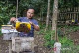 Peternak memanen madu dari lebah madu Asia (Apis cerana) di sentra budi daya lebah madu Maribaya Sari Alam Legend Bee, Lembang, Kabupaten Bandung Barat, Jawa Barat, Selasa (8/10/2024). Sentra budi daya lebah madu tersebut memproduksi berbagai varian madu murni dari lebah jenis Apis Cerana, Apis Dorsata, Apis Melifera dan Trigona yang dijual dengan harga Rp450 ribu - Rp750 ribu per kilogram dan dipasarkan ke berbagai daerah di pulau Sumatera, Sulawesi, Jawa serta mancanegara yang meliputi negar Singapura, Malaysia, Arab Saudi dan Brunei Darussalam. ANTARA FOTO/Abdan Syakura/agr