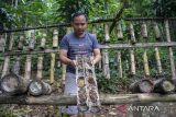 Peternak memanen madu dari lebah trigona di sentra budi daya lebah madu Maribaya Sari Alam Legend Bee, Lembang, Kabupaten Bandung Barat, Jawa Barat, Selasa (8/10/2024). Sentra budi daya lebah madu tersebut memproduksi berbagai varian madu murni dari lebah jenis Apis Cerana, Apis Dorsata, Apis Melifera dan Trigona yang dijual dengan harga Rp450 ribu - Rp750 ribu per kilogram dan dipasarkan ke berbagai daerah di pulau Sumatera, Sulawesi, Jawa serta mancanegara yang meliputi negar Singapura, Malaysia, Arab Saudi dan Brunei Darussalam. ANTARA FOTO/Abdan Syakura/agr