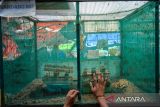 Petugas membuka kandang BSF yang berisi lalat di rumah maggot Kelurahan Nyengseret, Bandung, Jawa Barat, Selasa (8/10/2024). Sebagai upaya untuk mengurangi sampah ke TPA Sarimukti yang saat ini telah kelebihan beban hingga 1.000 persen, Pemerintah Kota Bandung menggulirkan penanganan sampah di kewilayahan, salah satunya dengan magotisasi di 151 kelurahan, yang menargetkan mampu mengolah sampah organik 45,3 ton per hari. ANTARA FOTO/Raisan Al Farisi/agr
