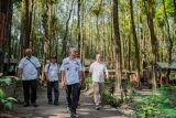 Kepala Perhutani KPH Probolinggo Aki Leander Lumme (kedua kanan) meninjau wisata Kali Pinusan Poncosumo di Lumajang, Jawa Timur, Rabu (9/10/2024). Perum Perhutani Kesatuan Pemangkuan Hutan (KPH) Probolinggo bekerjasama dengan BUMDes setempat mengembangkan wana wisata untuk meningkatkan produktivitas lahan kawasan hutan produksi. Antara Jatim/Irfan Sumanjaya/um 