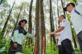 Kepala Perhutani KPH Probolinggo Aki Leander Lumme (kanan) berbincang dengan petani penyadap karet saat meninjau wisata Kali Pinusan Poncosumo di Lumajang, Jawa Timur, Rabu (9/10/2024). Perum Perhutani Kesatuan Pemangkuan Hutan (KPH) Probolinggo bekerjasama dengan BUMDes setempat mengembangkan wana wisata untuk meningkatkan produktivitas lahan kawasan hutan produksi. Antara Jatim/Irfan Sumanjaya/um 