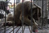 Seekor kukang jawa (Nycticebus javanicus) hasil evakuasi dari permukiman warga berada di dalam kandang saat ditunjukkan di kantor Balai Besar Konservasi Sumber Daya Alam (BBKSDA) Jawa Barat Seksi Konservasi Wilayah I, Kota Serang, Banten, Rabu (9/10/2024). BBKSDA Jawa Barat Seksi Konservasi Wilayah I mengevakuasi seekor kukang jawa yang merupakan primata berstatus sangat terancam punah (Critically Endangered) berumur satu tahun dengan berat 700 gram dan panjang 33 sentimeter yang kemudian akan direhabilitasi sebelum dilepasliarkan ke kawasan Cagar Alam Gunung Tukung Gede, Kabupaten Serang. ANTARA FOTO/Angga Budhiyanto/gp