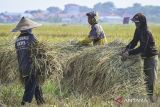 Sejumlah petani memanen padi di Kronjo, Kabupaten Tangerang, Banten, Rabu (9/10/2024). Badan Pangan Nasional menargetkan produksi beras nasional sebanyak 35 juta ton pada 2025 yang didukung oleh kenaikan anggaran Kementan dari Rp7,9 triliun menjadi Rp29,37 triliun. ANTARA FOTO/Sulthony Hasanuddin/gp