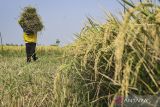 Sejumlah petani memanen padi di Kronjo, Kabupaten Tangerang, Banten, Rabu (9/10/2024). Badan Pangan Nasional menargetkan produksi beras nasional sebanyak 35 juta ton pada 2025 yang didukung oleh kenaikan anggaran Kementan dari Rp7,9 triliun menjadi Rp29,37 triliun. ANTARA FOTO/Sulthony Hasanuddin/gp