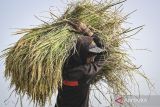 Sejumlah petani memanen padi di Kronjo, Kabupaten Tangerang, Banten, Rabu (9/10/2024). Badan Pangan Nasional menargetkan produksi beras nasional sebanyak 35 juta ton pada 2025 yang didukung oleh kenaikan anggaran Kementan dari Rp7,9 triliun menjadi Rp29,37 triliun. ANTARA FOTO/Sulthony Hasanuddin/gp