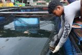 Mentawai berpotensi bagi pengembangan tangkap karbon dan perikanan