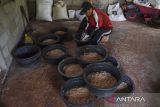Peternak mengolah pakan bebek alami di Desa Sukadana, Kabupaten Ciamis, Jawa Barat, Kamis (10/10/2024). Peternak bebek petelur memanfaatkan pakan alami seperti keong, limbah ampas kelapa, nasi aking, kangkung, dan batang pisang untuk menekan biaya produksi dari biasanya mencapai Rp200 ribu per hari menjadi Rp150 ribu per hari untuk 300 ekor bebek. ANTARA FOTO/Adeng Bustomi/agr
