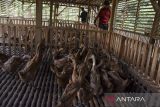 Peternak memberikan pakan alami kepada bebek di Desa Sukadana, Kabupaten Ciamis, Jawa Barat, Kamis (10/10/2024). Peternak bebek petelur memanfaatkan pakan alami seperti keong, limbah ampas kelapa, nasi aking, kangkung, dan batang pisang untuk menekan biaya produksi dari biasanya mencapai Rp200 ribu per hari menjadi Rp150 ribu per hari untuk 300 ekor bebek. ANTARA FOTO/Adeng Bustomi/agr

