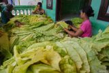 Sejumlah warga memilah tembakau jenis Kasturi hasil panen di Lumajang, Jawa Timur, Kamis (10/10/2024). Harga tembakau kering tingkat petani di wilayah tersebut mengalami kenaikan menjadi Rp65 ribu per kg pada panen raya 2024 dibandingkan tahun sebelumnya Rp60 ribu per kg karena peningkatan kualitas tembakau di musim kemarau tahun ini. ANTARA Jatim/Irfan Sumanjaya/mas.