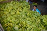 Seorang warga memilah tembakau jenis Kasturi hasil panen di Lumajang, Jawa Timur, Kamis (10/10/2024). Harga tembakau kering tingkat petani di wilayah tersebut mengalami kenaikan menjadi Rp65 ribu per kg pada panen raya 2024 dibandingkan tahun sebelumnya Rp60 ribu per kg karena peningkatan kualitas tembakau di musim kemarau tahun ini. ANTARA Jatim/Irfan Sumanjaya/mas.