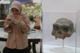 Pengunjung melihat koleksi replika tengkorak Pitecantropus Erectus dipajang di salah satu stand dalam Pameran Koleksi Museum Indonesia di Malang, Jawa Timur, Sabtu (12/10/2024). Kegiatan dalam rangka memperingati Hari Museum Nasional tersebut diadakan selama tiga hari dan menampilkan ratusan koleksi dari 16 museum antara lain Museum Musik Dunia, Museum Listrik, Museum Huruf. ANTARA Jatim/Ari Bowo Sucipto/mas.