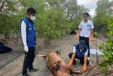 BKKPN laporkan seekor dugong terdampar di pantai Kupang