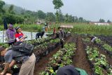 Tim dosen Unsoed dampingi petani stroberi bikin pupuk-pestisida ramah lingkungan