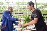 Petani, Zain melayani pembeli sayur selada hidroponik di Samarinda, Kalimantan Timur, Minggu (13/10/2024). Menurut Zain, budi daya sayur mayur berupa selada, sawi, dan seledri dengan memanfaatkan pekarangan rumah menggunakan metode tanam hidroponik yang dikelola mandiri itu beromzet Rp1,5 juta per bulannya. Antara Kaltim/M Risyal Hidayat