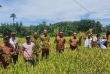 Pemkab Pasaman Barat panen perdana padi dari kegiatan dana desa