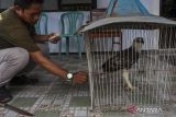 Petugas memberikan pakan daging kepada seekor elang brontok (Nisaetus cirrhatus) hasil evakuasi dari permukiman warga di kantor Balai Besar Konservasi Sumber Daya Alam (BBKSDA) Jawa Barat Seksi Konservasi Wilayah I, Kota Serang, Banten, Senin (14/10/2024). BBKSDA Jawa Barat Seksi Konservasi Wilayah I mengevakuasi seekor elang brontok yang merupakan satwa dilindungi berumur dua tahun dengan berat 1,3 kilogram dan panjang 65 sentimeter yang kemudian akan direhabilitasi sebelum dilepasliarkan ke kawasan Cagar Alam Gunung Tukung Gede, Kabupaten Serang. ANTARA FOTO/Angga BudhiyantoA/gp