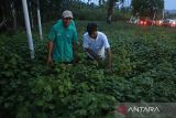 Petani merawat tanaman nilam di sentra produksi  nilam desa Lhoong, Kabupaten Aceh Besar, Aceh, Senin (14/10/2024). Otoritas Jasa keuangan (OJK)  mengembangkan wilayah ekosistem keuangan inklusif melalui komoditas minyak nilam  di daerah itu dalam upaya mempercepat akses  petani ke lembaga keuangan dan meningkat ekonomi masyarakat dan mempermudah perdagangan minyak nilam  untuk pasar dalam negeri dan  pangsa ekspor. ANTARA FOTO/Ampelsa.