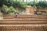 Produksi batu bata terkendala cuaca di Kaltim. Perajin menjemur batu bata usai diproduksi di Palaran, Samarinda Seberang, Samarinda, Kalimantan Timur, Selasa (15/10/2024). Menurut perajin, akibat cuaca yang tidak menentu di Kaltim itu hanya mampu memproduksi sekitar 4.000 buah batu bata dibandingkan pada musim kemarau yang mampu memproduksi sekitar 10.000 per harinya yang dijual Rp800 per batu bata. Antara Kaltim/M Risyal Hidayat