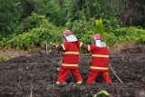 Pertamina dukung pelestarian lahan gambut dan mitigasi karhutla