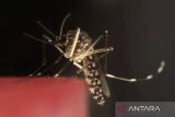 Dokter spesialis ingatkan konsep ABCD guna cegah malaria