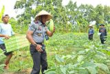 Panen raya Lapas Terbuka Kendal, terong hijau jadi primadona