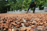 Harga biji kakao turun pada Maret 2025