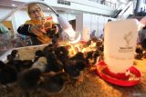 Pengunjung memotret bibit anak ayam unggulan yang berumur satu hari (day old chick) untuk dibudidayakan di salah satu stan pameran saat Peringatan Hari Pangan Sedunia ke-44 Provinsi Jawa Timur di JX Internasional, Surabaya, Jawa Timur, Rabu (16/10/2024). Kegiatan yang mengusung tema Right to Foods for A Better Life and A Better Future, Leave No One Behind tersebut bertujuan untuk mengingkatkan kesadaran dan perhatian masyarakat akan pentingnya penanganan masalah pangan secara komprehensif.  ANTARA Jatim/Moch Asim.