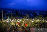 Pekerja merawat tanaman buah naga di Kebun Buah Naga Poernama, Bayongbong, Kabupaten Garut, Jawa Barat, Kamis (17/10/2024). Kebun Naga Poernama menjadi salah satu lokasi pengembangan sektor pertanian berbasis modernisasi, melalui program electrifying agriculture yang digagas PT PLN (Persero) sejak 2021 melalui pemanfaatan energi listrik untuk meningkatkan produktivitas sektor pertanian. ANTARA FOTO/Raisan Al Farisi/agr