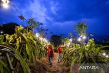 Pekerja merawat tanaman buah naga di Kebun Buah Naga Poernama, Bayongbong, Kabupaten Garut, Jawa Barat, Kamis (17/10/2024). Kebun Naga Poernama menjadi salah satu lokasi pengembangan sektor pertanian berbasis modernisasi, melalui program electrifying agriculture yang digagas PT PLN (Persero) sejak 2021 melalui pemanfaatan energi listrik untuk meningkatkan produktivitas sektor pertanian. ANTARA FOTO/Raisan Al Farisi/agr