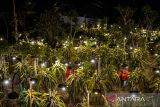 Pekerja merawat tanaman buah naga di Kebun Buah Naga Poernama, Bayongbong, Kabupaten Garut, Jawa Barat, Kamis (17/10/2024). Kebun Naga Poernama menjadi salah satu lokasi pengembangan sektor pertanian berbasis modernisasi, melalui program electrifying agriculture yang digagas PT PLN (Persero) sejak 2021 melalui pemanfaatan energi listrik untuk meningkatkan produktivitas sektor pertanian. ANTARA FOTO/Raisan Al Farisi/agr