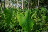 Seorang pekerja memanen daun talas beneng hasil budidaya di Desa Karangrejo, Yosowilangun, Lumajang, Jawa Timur, Jumat (18/10/2024). Tembakau alternatif yang diproduksi dari daun talas beneng sebagai bahan baku rokok herbal tanpa kandungan nikotin tersebut dijual seharga Rp25 ribu per kilogram dan telah dipasarkan ke sejumlah daerah di Indonesia hingga ekspor ke Australia, Finlandia dan Amerika. Antara Jatim/Irfan Sumanjaya/um 