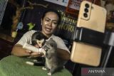 Peternak memberi makan musang sembari melakukan siaran langsung di Peternakan Musang Millo'z Home Breed, Tangerang Selatan, Banten, Jumat (18/10/2024). Peternakan tersebut mengembangbiakkan beragam jenis musang seperti musang leucistic, musang mozaik, musang bulan hingga musang akar yang dijual melalui media sosial seharga Rp500 ribu hingga Rp25 juta tergantung jenisnya dan telah terjual sampai ke Jepang, Rusia dan Thailand. ANTARA FOTO/Sulthony Hasanuddin/gp