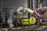 Peternak memberi makan musang di Peternakan Musang Millo'z Home Breed, Tangerang Selatan, Banten, Jumat (18/10/2024). Peternakan tersebut mengembangbiakkan beragam jenis musang seperti musang leucistic, musang mozaik, musang bulan hingga musang akar yang dijual melalui media sosial seharga Rp500 ribu hingga Rp25 juta tergantung jenisnya dan telah terjual sampai ke Jepang, Rusia dan Thailand. ANTARA FOTO/Sulthony Hasanuddin/gp