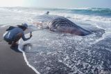 Warga mengabadikan gambar seekor hiu tutul (Rhincodon typus) yang terdampar di Pantai Mbah Drajit, Yosowilangun, Lumajang, Jawa Timur, Sabtu (19/10/2024). Berdasarkan keterangan petugas kepolisian setempat bangkai hiu tutul dengan panjang tujuh meter dan bentang sirip tiga meter tersebut ditemukan oleh nelayan pada Jumat (18/10) malam diduga terdampar akibat cuaca ekstrem. Antara Jatim/Irfan Sumanjaya/um