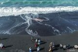 Foto udara warga menyaksikan seekor hiu tutul (Rhincodon typus) yang terdampar di Pantai Mbah Drajit, Yosowilangun, Lumajang, Jawa Timur, Sabtu (19/10/2024). Berdasarkan keterangan petugas kepolisian setempat bangkai hiu tutul dengan panjang tujuh meter dan bentang sirip tiga meter tersebut ditemukan oleh nelayan pada Jumat (18/10) malam diduga terdampar akibat cuaca ekstrem. Antara Jatim/Irfan Sumanjaya/um