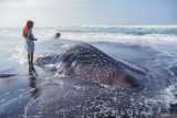 Warga menyaksikan seekor hiu tutul (Rhincodon typus) yang terdampar di Pantai Mbah Drajit, Yosowilangun, Lumajang, Jawa Timur, Sabtu (19/10/2024). Berdasarkan keterangan petugas kepolisian setempat bangkai hiu tutul dengan panjang tujuh meter dan bentang sirip tiga meter tersebut ditemukan oleh nelayan pada Jumat (18/10) malam diduga terdampar akibat cuaca ekstrem. Antara Jatim/Irfan Sumanjaya/um