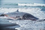 Seekor hiu tutul (Rhincodon typus) yang terdampar di Pantai Mbah Drajit, Yosowilangun, Lumajang, Jawa Timur, Sabtu (19/10/2024). Berdasarkan keterangan petugas kepolisian setempat bangkai hiu tutul dengan panjang tujuh meter dan bentang sirip tiga meter tersebut ditemukan oleh nelayan pada Jumat (18/10) malam diduga terdampar akibat cuaca ekstrem. Antara Jatim/Irfan Sumanjaya/um