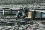 Warga memanen kepiting soka (Scylla serrata) di lahan budidaya keramba apung , desa Lamkuweh, Banda Aceh, Aceh, Sabtu ( 19/10/2024). Menurut petambak , budidaya kepiting soka dengan produksi rata rata mencapai 1,8 ton per bulan untuk masing masing petani menurut luas lahannya di daerah itu, permintaannya meningkat terutama untuk  kebutuhan pasar domestik dengan harga penjualan kisaran Rp110.000 hingga Rp120.000 per kilogram. ANTARA FOTO/Ampelsa.