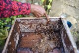 Warga, Suprianto bersiap memanen madu lebah kelulut di Palaran, Samarinda, Kalimantan Timur, Minggu (20/10/2024). Pembudidayaan lebah madu kelulut yang dikembangkan hampir 50 persen warga yang berada di Kelurahan Rawa Makmur itu sebulannya mampu memanen madu per kotaknya sekitar 1 hingga 3 liter yang dijual sekitar Rp70 ribu hingga Rp600 ribu tergantung ukurannya. Antara Kaltim/M Risyal Hidayat