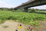 Pekerja membersihkan tumbuhan enceng gondok di Sungai Brantas, Kota Kediri, Jawa Timur, Senin (21/10/2024). Tumbuhan yang hidup mengapung di atas air tersebut dibersihkan karena mengganggu aliran sungai dan dapat menyebabkan banjir. Antara Jatim/Prasetia Fauzani/um