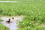 Pekerja membersihkan tumbuhan enceng gondok di Sungai Brantas, Kota Kediri, Jawa Timur, Senin (21/10/2024). Tumbuhan yang hidup mengapung di atas air tersebut dibersihkan karena mengganggu aliran sungai dan dapat menyebabkan banjir. Antara Jatim/Prasetia Fauzani/um