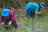 Petani menanam padi di lahan persawahan di Ngamprah, Kabupaten Bandung Barat, Jawa Barat, Rabu (23/10/2024). Kementerian Pertanian akan mencetak sawah hingga 3 juta hektar atau sekitar 700.000 sampai satu juta hektar lahan dalam setahun serta menggalakan program intensifikasi atau pompanisasi guna mencapai target swasembada pangan dalam empat sampai lima tahun k edepan. ANTARA FOTO/Abdan Syakura/agr
