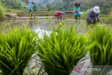 Petani menanam padi di lahan persawahan di Ngamprah, Kabupaten Bandung Barat, Jawa Barat, Rabu (23/10/2024). Kementerian Pertanian akan mencetak sawah hingga 3 juta hektar atau sekitar 700.000 sampai satu juta hektar lahan dalam setahun serta menggalakan program intensifikasi atau pompanisasi guna mencapai target swasembada pangan dalam empat sampai lima tahun k edepan. ANTARA FOTO/Abdan Syakura/agr
