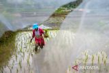 Petani menanam padi di lahan persawahan di Ngamprah, Kabupaten Bandung Barat, Jawa Barat, Rabu (23/10/2024). Kementerian Pertanian akan mencetak sawah hingga 3 juta hektar atau sekitar 700.000 sampai satu juta hektar lahan dalam setahun serta menggalakan program intensifikasi atau pompanisasi guna mencapai target swasembada pangan dalam empat sampai lima tahun k edepan. ANTARA FOTO/Abdan Syakura/agr
