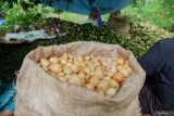 Sejumlah warga mengupas buah pinang hasil panen di Kawasan Hutan Gunung Lemongan, Desa Sumberpetung, Ranuyoso, Lumajang, Jawa Timur, Rabu (23/10/2024). Panen pinang di kawasan hutan produksi Perhutani tersebut dalam satu musim panen dapat menghasilkan sedikitnya enam ton buah pinang yang dijual dengan harga Rp7 ribu hingga Rp12 ribu per kilogram dan dipasarkan ke sejumlah daerah di Indonesia. ANTARA Jatim/Irfan Sumanjaya/mas